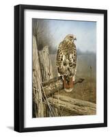 Red Tailed Hawk-Rusty Frentner-Framed Giclee Print