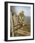 Red Tailed Hawk-Rusty Frentner-Framed Giclee Print