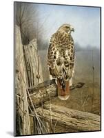 Red Tailed Hawk-Rusty Frentner-Mounted Giclee Print