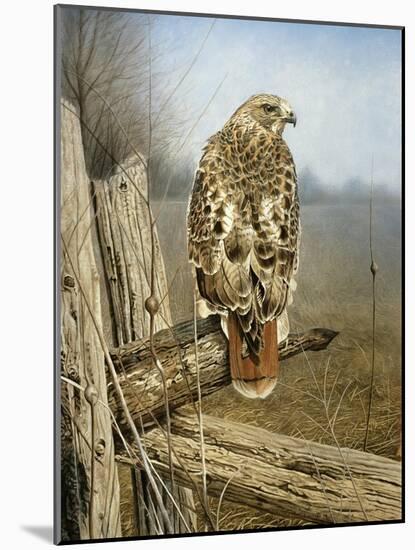 Red Tailed Hawk-Rusty Frentner-Mounted Giclee Print