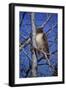 Red Tailed Hawk-Jeff Tift-Framed Premium Giclee Print