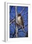 Red Tailed Hawk-Jeff Tift-Framed Premium Giclee Print