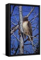 Red Tailed Hawk-Jeff Tift-Framed Stretched Canvas