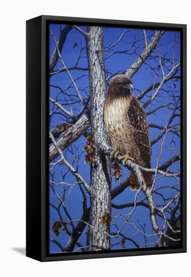 Red Tailed Hawk-Jeff Tift-Framed Stretched Canvas