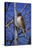 Red Tailed Hawk-Jeff Tift-Stretched Canvas