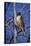 Red Tailed Hawk-Jeff Tift-Stretched Canvas