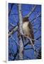 Red Tailed Hawk-Jeff Tift-Framed Giclee Print