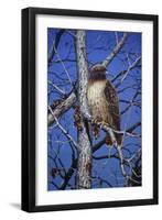 Red Tailed Hawk-Jeff Tift-Framed Giclee Print