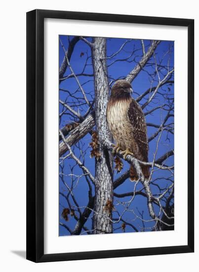 Red Tailed Hawk-Jeff Tift-Framed Giclee Print