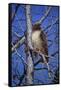 Red Tailed Hawk-Jeff Tift-Framed Stretched Canvas