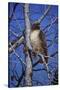 Red Tailed Hawk-Jeff Tift-Stretched Canvas