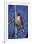 Red Tailed Hawk-Jeff Tift-Framed Giclee Print