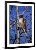 Red Tailed Hawk-Jeff Tift-Framed Giclee Print