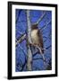 Red Tailed Hawk-Jeff Tift-Framed Giclee Print