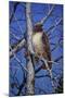 Red Tailed Hawk-Jeff Tift-Mounted Giclee Print