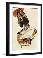 Red Tailed Hawk-John James Audubon-Framed Art Print