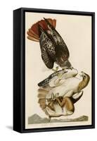 Red-Tailed Hawk-John James Audubon-Framed Stretched Canvas
