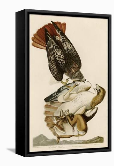 Red-Tailed Hawk-John James Audubon-Framed Stretched Canvas