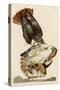Red-Tailed Hawk-John James Audubon-Stretched Canvas