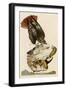 Red-Tailed Hawk-John James Audubon-Framed Giclee Print