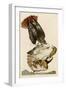 Red-Tailed Hawk-John James Audubon-Framed Giclee Print