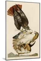 Red-Tailed Hawk-John James Audubon-Mounted Giclee Print