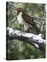 Red Tailed Hawk-William Vanderdasson-Stretched Canvas