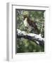 Red Tailed Hawk-William Vanderdasson-Framed Giclee Print