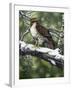 Red Tailed Hawk-William Vanderdasson-Framed Giclee Print