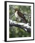 Red Tailed Hawk-William Vanderdasson-Framed Giclee Print