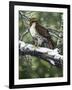 Red Tailed Hawk-William Vanderdasson-Framed Giclee Print