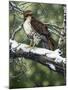 Red Tailed Hawk-William Vanderdasson-Mounted Giclee Print