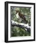 Red Tailed Hawk-William Vanderdasson-Framed Premium Giclee Print