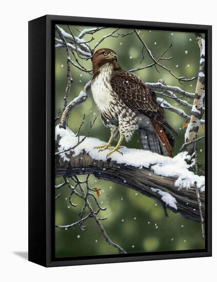 Red Tailed Hawk-William Vanderdasson-Framed Stretched Canvas