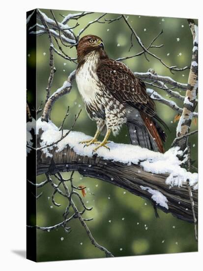 Red Tailed Hawk-William Vanderdasson-Stretched Canvas