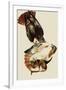 Red-Tailed Hawks-John James Audubon-Framed Giclee Print