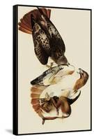 Red-Tailed Hawks-John James Audubon-Framed Stretched Canvas