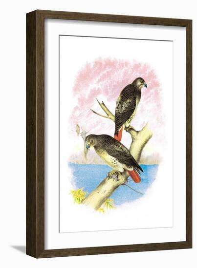 Red-Tailed Hawks-Theodore Jasper-Framed Art Print