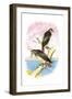 Red-Tailed Hawks-Theodore Jasper-Framed Art Print