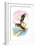 Red-Tailed Hawks-Theodore Jasper-Framed Art Print