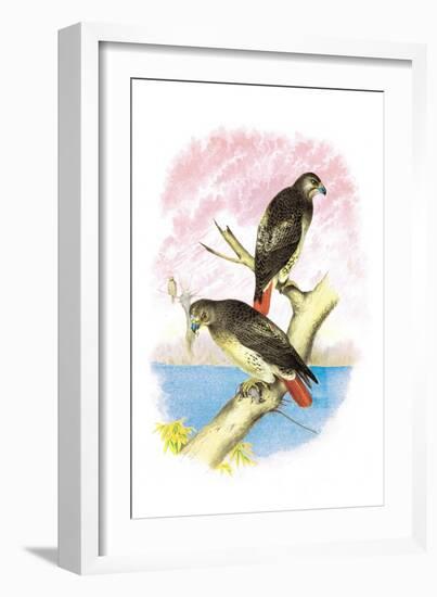 Red-Tailed Hawks-Theodore Jasper-Framed Art Print