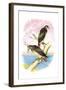 Red-Tailed Hawks-Theodore Jasper-Framed Art Print