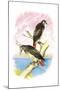 Red-Tailed Hawks-Theodore Jasper-Mounted Art Print