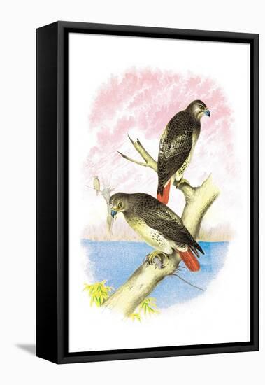 Red-Tailed Hawks-Theodore Jasper-Framed Stretched Canvas