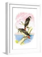 Red-Tailed Hawks-Theodore Jasper-Framed Art Print