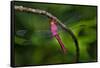 Red-tailed Pennant (Brachymesia furcata) resting on perch-Larry Ditto-Framed Stretched Canvas