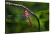 Red-tailed Pennant (Brachymesia furcata) resting on perch-Larry Ditto-Stretched Canvas