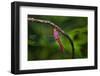 Red-tailed Pennant (Brachymesia furcata) resting on perch-Larry Ditto-Framed Photographic Print