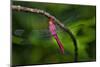 Red-tailed Pennant (Brachymesia furcata) resting on perch-Larry Ditto-Mounted Photographic Print