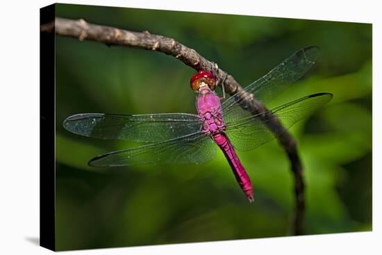 Red-tailed Pennant (Brachymesia furcata) resting on perch-Larry Ditto-Stretched Canvas